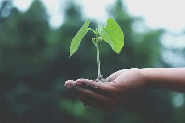 Environmental Stewardship
